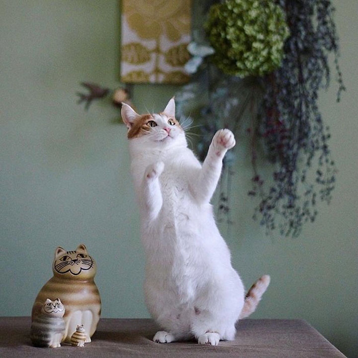 Игра dance cats. Танцующий кот. Кот танцует. Танцующая кошка. Веселый Танцующий кот.