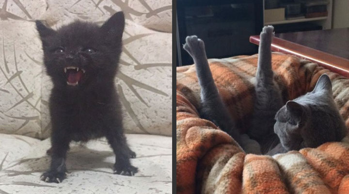 Хоба дабл хоба картинки котов